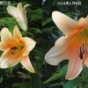 今年のユリは黄色ぽい（2025年6月）