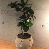 新しい植物