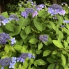 【鎌倉いいね】穴場の紫陽花、開花状況です（５月２９日現在）