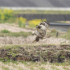 隣の県に鳥を見に行った日記。（２０２１　０２２７）その９。最終回。