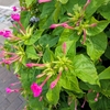 今日は終日曇り？早朝気温２０℃、日中は２６℃の夏日！