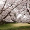 上町公園の桜・・