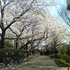 電通大の桜