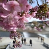 三条大橋西詰めの河津桜満開！風情ある三条大橋と周辺の見どころ