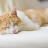 うつ病の症状「不眠症」について