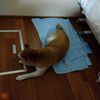 リュック型キャリーをレビュー