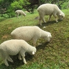 ６月の神野山に