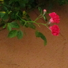 壁に咲く薔薇