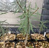 ユーフォルビア・バルサミフェラ(Euphorbia balsamifera seeding)実生記録①