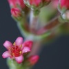 姫神刀の花です。