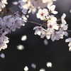 桜の雑学