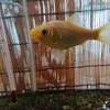 金魚水槽の水換え期間は