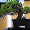 【埼玉イベント】初日「日本の盆栽水石至宝展」第8回世界盆栽大会inさいたま【けだまさんぽ】
