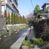 朝のウォーキング