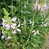 今日の午前中は雨！午後から晴れそして曇り？気温は早朝２４℃、日中は２９℃？