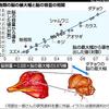 『脳の容量が、脳の幅でわかる法則』発見の事。