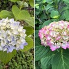 初夏／夏来（なつく）／夏さる（夏去る）／夏まく（夏設く）／夏立つ  を詠んだ短歌１　　春すぎて夏来るらし白たへの衣干したり天の香具山　持統天皇　　初夏やあしびの若木まろがりて光る箱根の駒が岳かな　与謝野晶子　　夏は来ぬ相模の海の南風（なんぷう）にわが瞳もゆわがこころ燃ゆ　吉井勇　　のびやかに天を指す木が子の遊ぶ野の一隅を占めて夏来る　石川一成　　夏来（きた）るここの斜面に尾花の芽萩の芽のびて空ひらけたり　尾山篤二郎　　はつなつの夏よりうすき夕焼けに鳴らす麦笛つくりてくれよ　馬場あき子