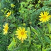 真夏に咲く黄色花！小花のヒマワリ『ヘリアンサス・レモンクイーン』の2年間の成長と開花～小さな苗から縦横1.5ｍに驚異的な成長！