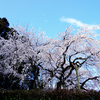 可憐な花を咲かせる奥山田のしだれ桜