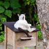 八重山諸島のねこさん