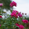 秋の薔薇【その３】