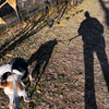 犬のいない関西行脚。電車だけど。
