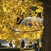 紅葉感を求めて、昭和記念公園に行った