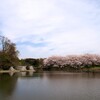 筑波大の桜，体育・芸術地区