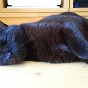 ペットロス カテゴリーの記事一覧 黒猫の額 ペットロス日記
