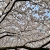 3月27日の桜🌸