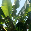 芭蕉を知らぬフィリピン人家にバショウ(🍌)進呈