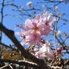 十月桜2