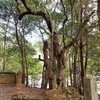 光行脚―野見宿禰神社