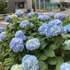 28. How Does Your Hydrangea Grow?
