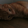 猫4：トラ君とフク君