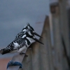 Pied Kingfisher ヒメヤマセミ
