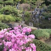 航空公園へ桜を見に行ったよ