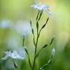 It's early flowering. II