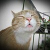 土用の丑の日、、、