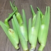 マコモと黒穂菌（２）