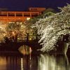 小田原城址公園散策　　夜桜　　ライトアップ