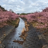 東大山河津桜まつり2025に行ってきました（前編）