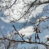 成人式の着物いつ決める？我が家は高2の春休み