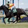 競馬初心者必見☆馬券予想🔥〜フェアリーS〜上位混戦！こういう時は穴馬から勝負！！