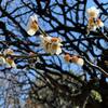 聖蹟蒲田梅屋敷公園に行く前に！現在の梅の開花状況と見ごろについて(2021)