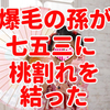 人気記事【爆毛】の孫が七五三に地毛で日本髪【桃割れ】を結った。