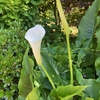 芍薬の花を生けました