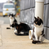 家島諸島のねこさん