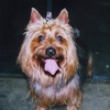 AUSTRALIAN TERRIER