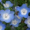 雛罌粟の花
